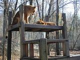 Big cats