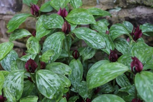 Trillium photo IMG_0444_zps0f0b8a49.jpg