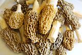 Morels photo IMG_1736_zpsebf36ef1.jpg