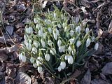 Snowdrops