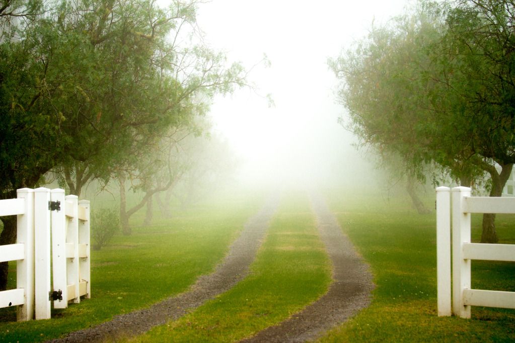 IMAGE: http://i825.photobucket.com/albums/zz173/typicaljawaiian/My%20Canon%207d%20Album/fog-2.jpg