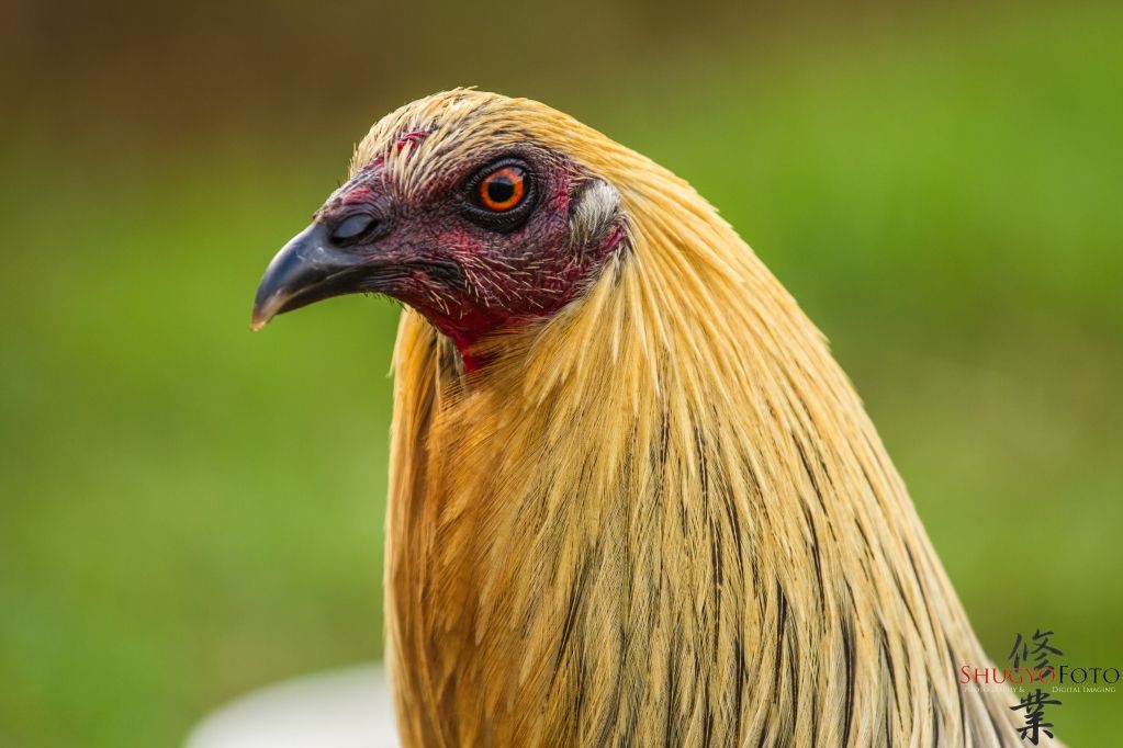 IMAGE: http://i825.photobucket.com/albums/zz173/typicaljawaiian/My%20Canon%207d%20Album/manok-1.jpg