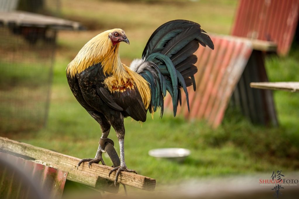 IMAGE: http://i825.photobucket.com/albums/zz173/typicaljawaiian/My%20Canon%207d%20Album/manok-13.jpg