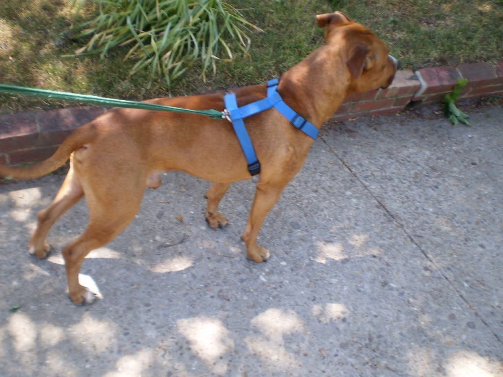 Conditioning? German Shepherds Forum