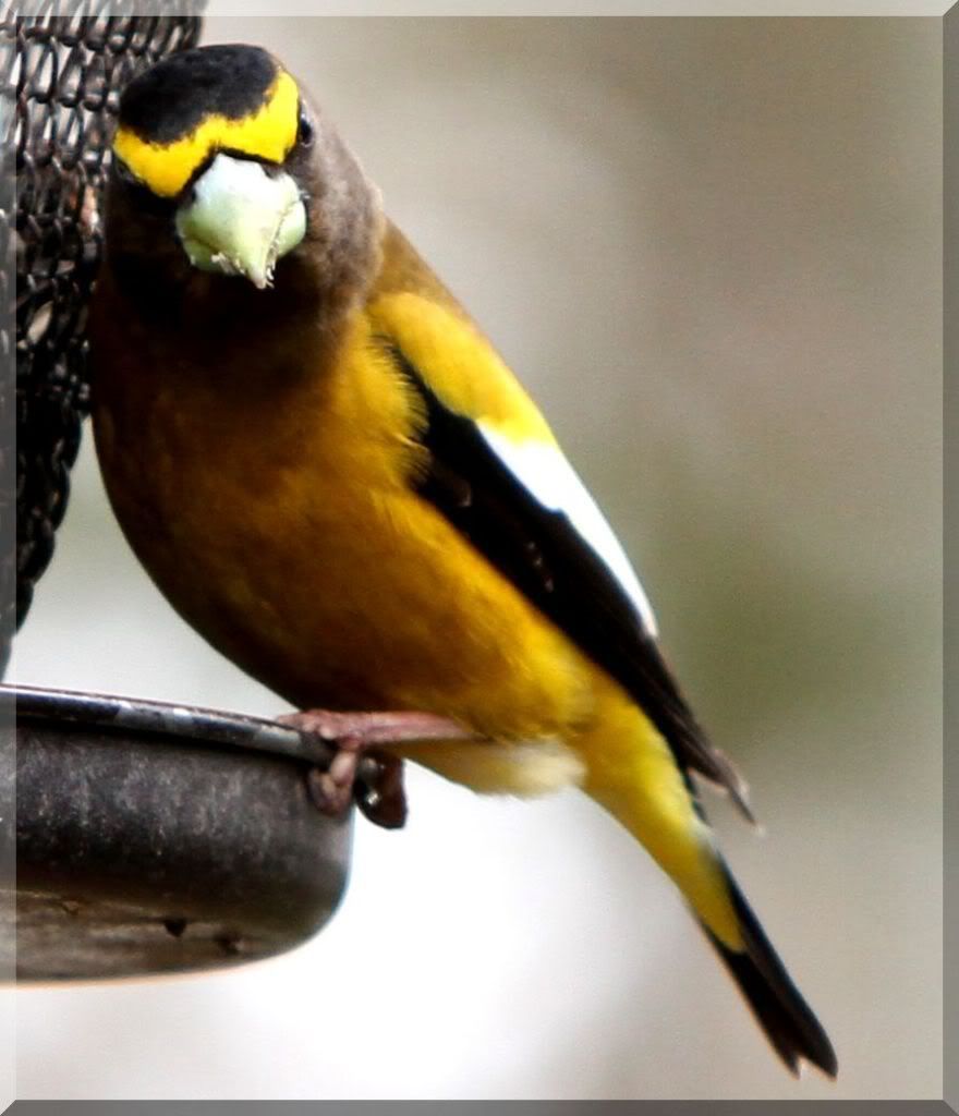 EveningGrosbeak.jpg