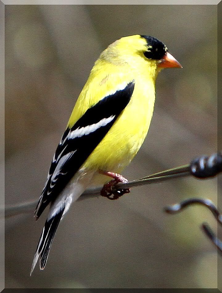 Goldfinch.jpg