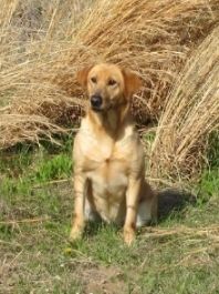 Lil Timber photo LilTimber1.jpg