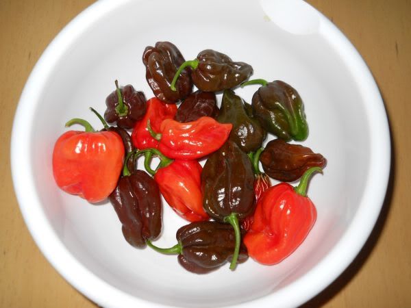 ChokoladeandOrangehabaneros.jpg