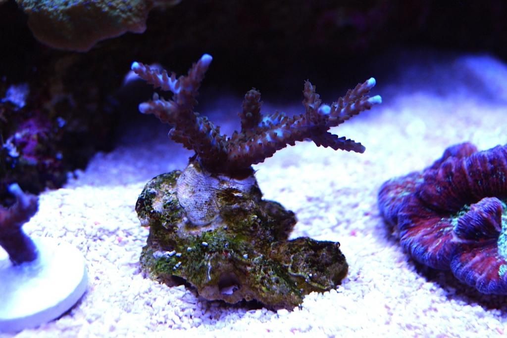 image zps01763813 - Blue tip stag frags and one Texas cactus frag