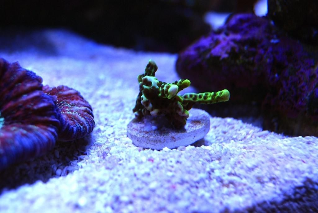 image zps3214fe36 - Blue tip stag frags and one Texas cactus frag