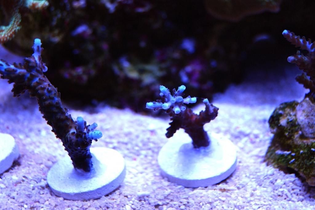 image zps457c4012 - Blue tip stag frags and one Texas cactus frag