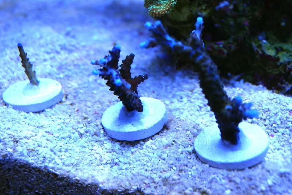 image zpse1f7e329 - Blue tip stag frags and one Texas cactus frag