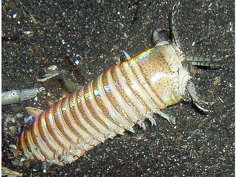 image zps4a6ab918 - Bobbit Worm ID?