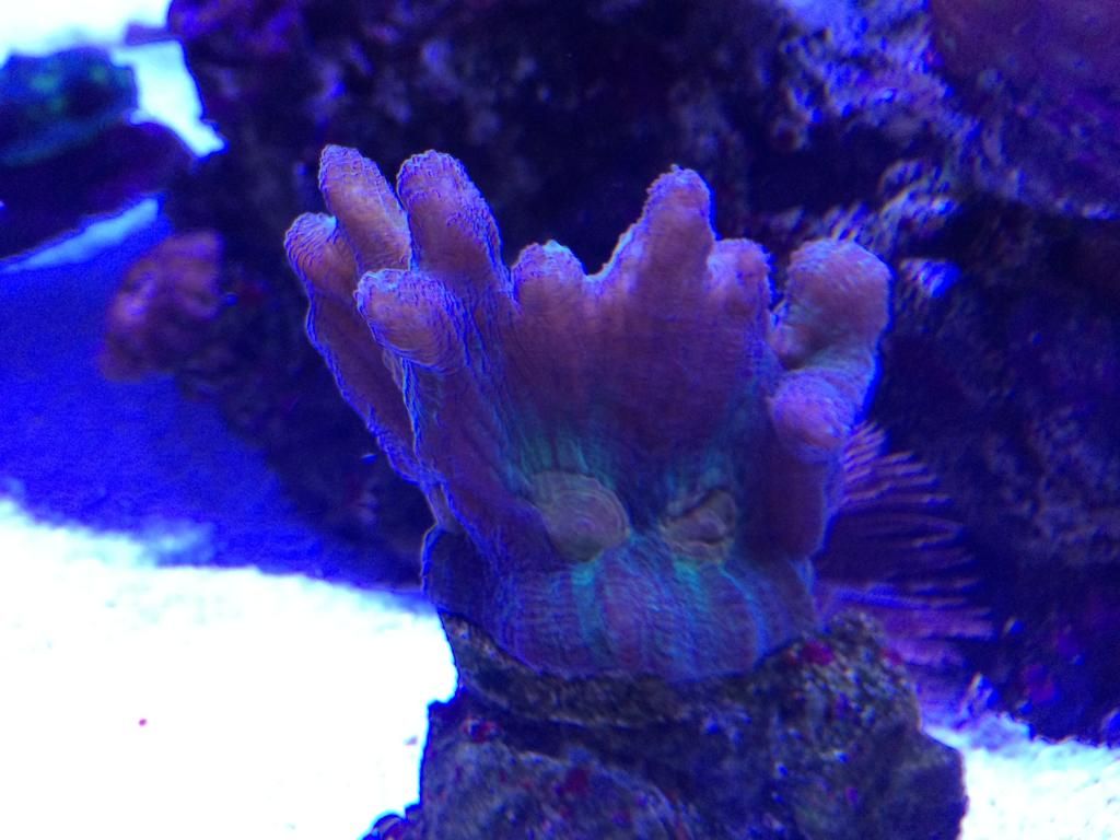 image zps90cb2f10 - Tri color