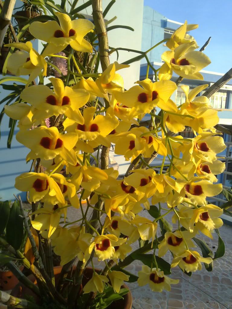 HOA PHONG LAN VIỆT VIETNAM ORCHIDS Den Gatton Sunray