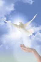 dove